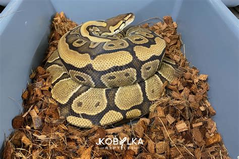 Image result for Pastel Red Stripe Ball Python
