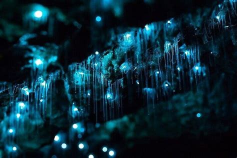 Waitomo Glow Worm Caves 2025 - Auckland - Viator
