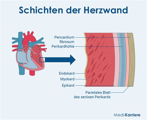 Epikard: Definition, Anatomie und Klinik