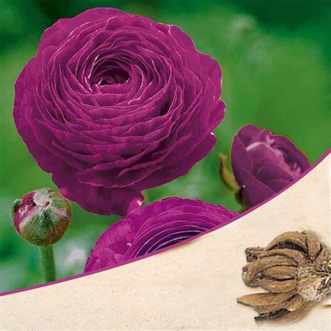Buy Ranunculus Flower Bulbs online from Nurserylive at lowest price.