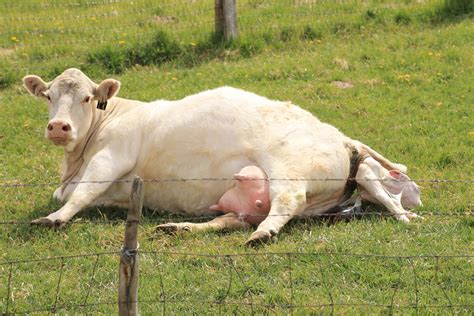 5 Risk Factors for Grass Tetany