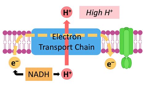 Electron Transport Chain