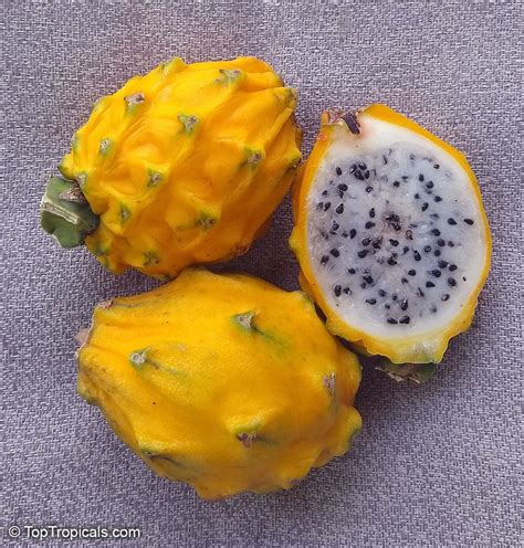 Pitaya Yellow Dragon Fruit Palora, Selenicereus megalanthus | Dragon ...