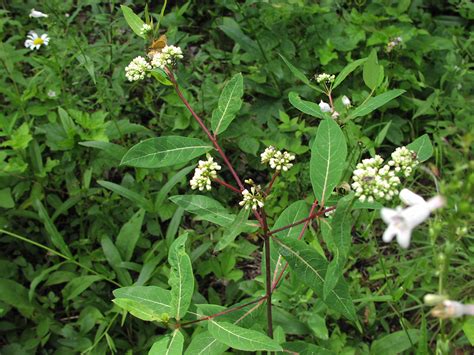 Wildflower: Indian Hemp (Apocynum cannabinum), Allegheny Highlands Trail