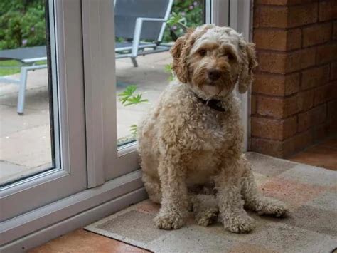 Image result for Clipping a Cockapoo