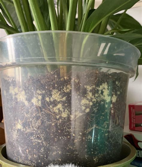 what’s happening to my peace lily soil? : r/houseplants