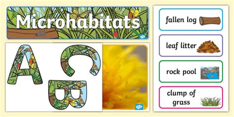 Image result for Microhabitat Examples