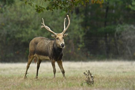 Pere David deer (Elaphurus davidianus) - ZooChat
