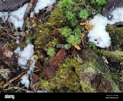 Siberian Flying Squirrel (Pteromys volans Stock Photo - Alamy