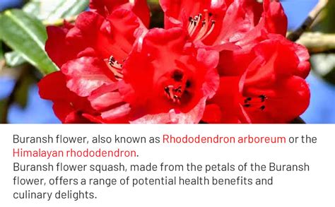 Mountain Bawarchi Buransh Squash Drink | Himalayan Rhododendron Juice ...