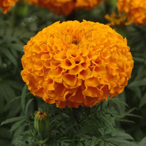 African Marigold Flower Garden Seeds - Taishan Series F1 - Orange - 100 ...