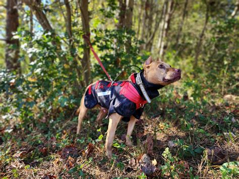 Elite Catch Vest- Attached Collar Extreme Protection - Southern Cross ...