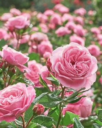 Ruth Ann Brewer Obituary (2024) - Cleveland, TN - Poole Funeral Home ...