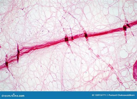 Areolar Connective Tissue Under the Microscope View. Stock Image ...