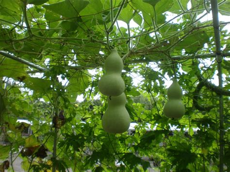 WHY BITTER GOURD IS GOOD FOR HEALTH - Nour Health