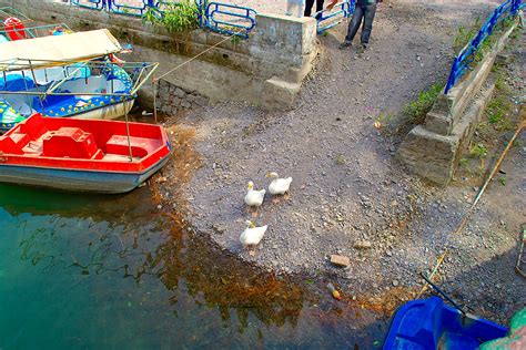 go2india.in : Ducks and swans on the bank of the lake