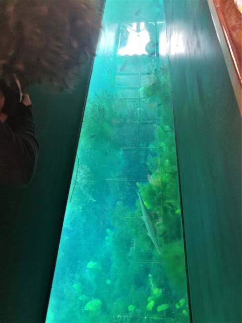 Sacred Origins: Spring Lake and San Marcos River of Texas – SANDRP