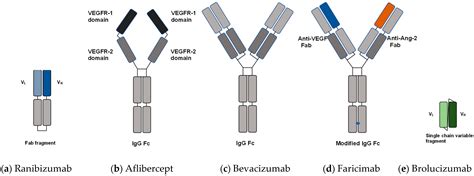 Bevacizumab Structure