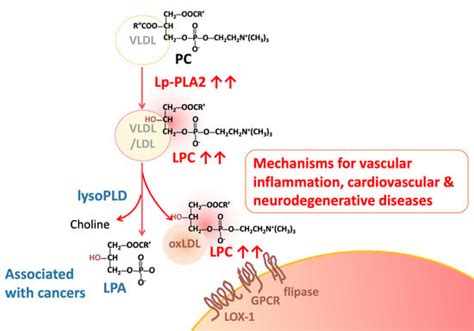 An Updated Review of Lysophosphatidylcholine Metabolism in Human Diseases