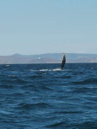 ELI-Scientific (San Juan del Sur) - All You Need to Know BEFORE You Go