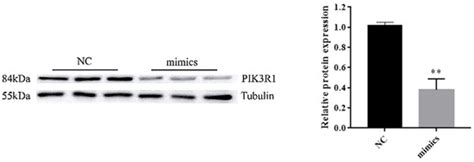 miR-F4-C12 Functions on the Regulation of Adipose Accumulation by ...