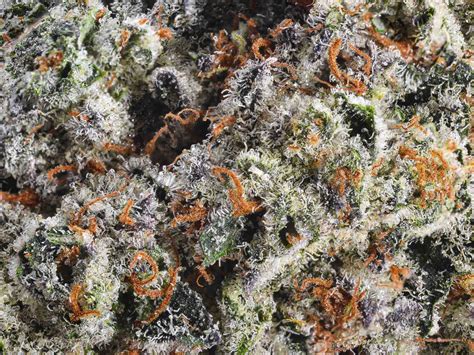 Double Donny Burger: indrukwekkende nieuwe USA indica - CNNBS.nl