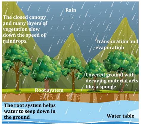Forests Our Lifeline: Essential for Life and Ecosystems
