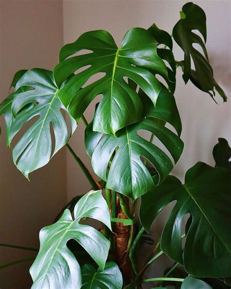 Monstera Deliciosa House Plant on Wooden Table