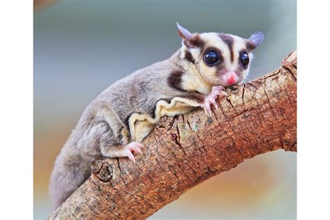 Petaurus Breviceps -- Earthpedia animal