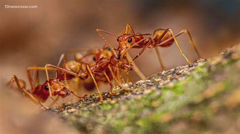 Red Ants Vs Fire Ants