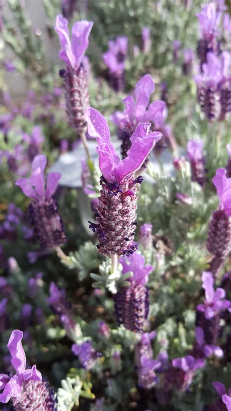 Spanish Lavender (Lavandula stoechas) | Spanish lavender, Lavender ...