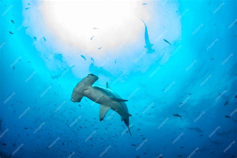 Giant Hammerhead Shark Underwater World