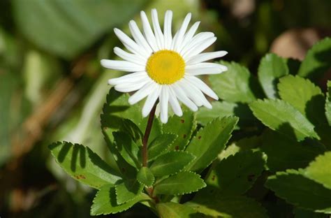 Nippon Daisy Plant