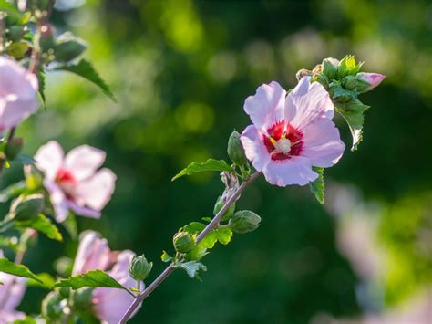 Rose Of Sharon Hedge In Winter