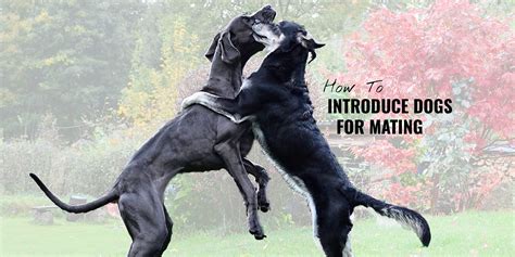 How To Introduce Dogs for Mating – For Dog Breeders!
