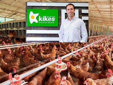Por falta de alimento, sacrifican 400 mil gallinas ponedoras en planta ...