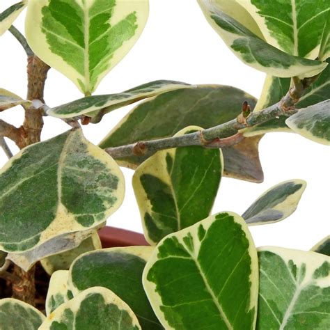 Ficus Triangulars Varigated – PLANTIFY