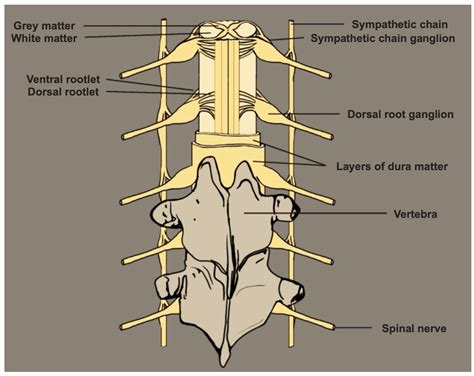 Mechanisms of Action of Dorsal Root Ganglion Stimulation