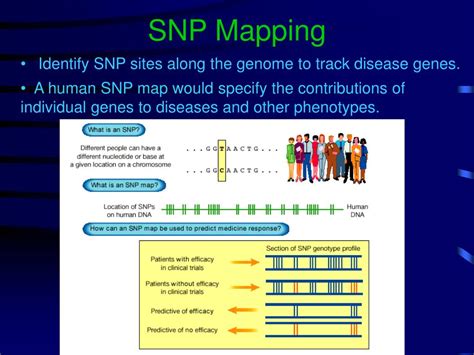 Image result for SNP Examples in Bio