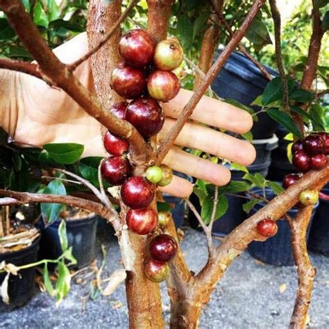 Creative Farmer Rare Dwarf Brazilian Grape Plant" Jabuticaba" One Live ...