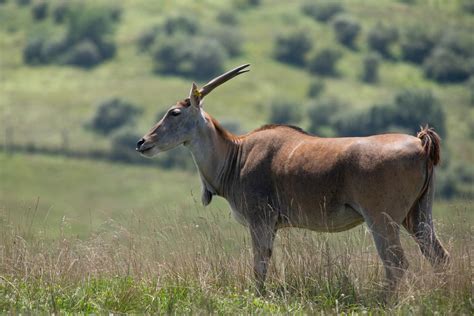 Eland Tutorial Python 的图像结果