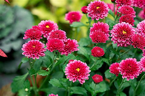 Perennials That Look Like Mums at Victoria Gregory blog