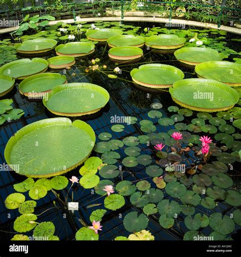 Giant Water Lilies In Tropical High Resolution Stock Photography and ...