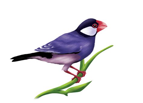 Java Sparrow Calls 的图像结果