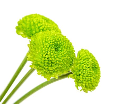 Green Things: 103 Things That Are Green in Nature [2022 ]