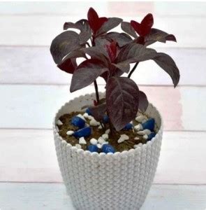 MODERN PLANT Live Eranthemum Plant Decorative Indoor Outdoor Plant With ...