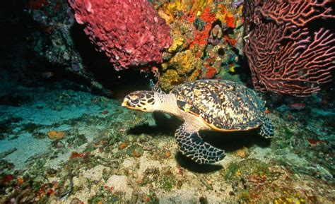 St Lucia facts: learn about this awesome island! | National Geographic Kids