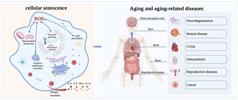 Antioxidants | Free Full-Text | Progress in Understanding Oxidative ...