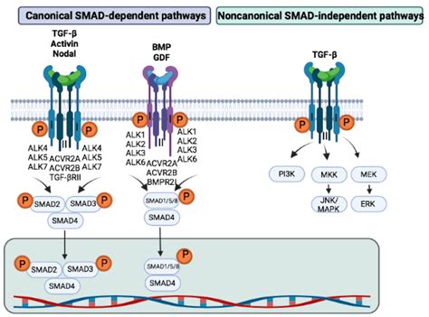 TGF-β Superfamily Signaling in the Eye: Implications for Ocular Pathologies