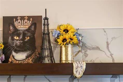 Helping Shelter Cats Find Homes — Starry Night Cat Cafe